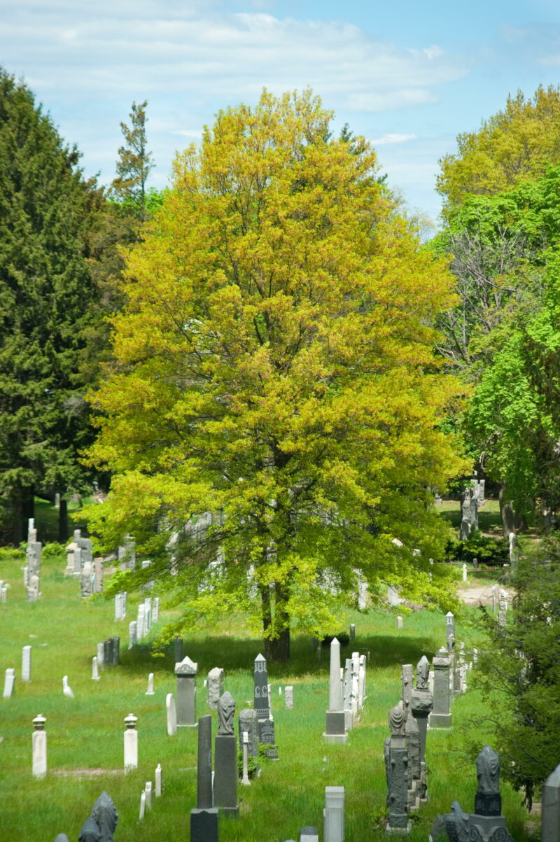 Services Union Field Cemetery